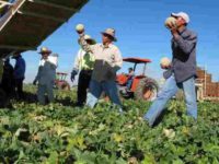 Donald Trump to Farmers: We’re Going to Let in Migrant Guest Workers