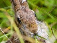 Easter Warning: Climate Change Threatens Bunnies